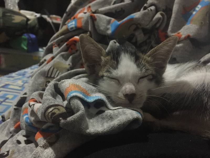 Placeholder image, not the shop's work: close-up of the same cat asleep on a folded blanket, whiskers spread, nose and closed eyes filling the frame.