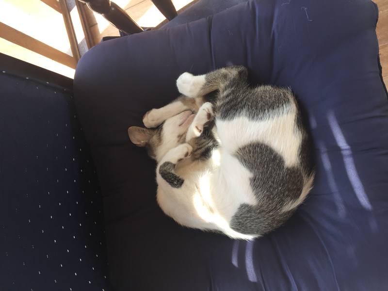 Placeholder image, not the shop's work: a grey-and-white cat curled up asleep on a dark blue armchair, one front paw folded over its face.